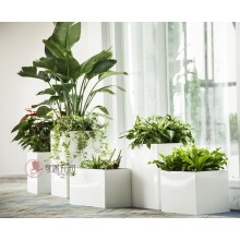 專注室內(nèi)綠植服務(wù)8年，綠植租賃，免費(fèi)養(yǎng)護(hù)，一站式商務(wù)空間